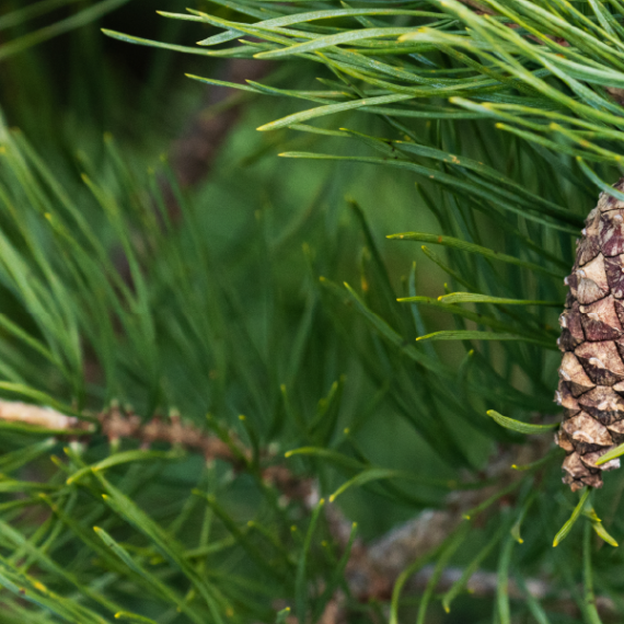 Borove iglice tinktura Pinus spp 100 ml EKO Prodaja domačih zelišč